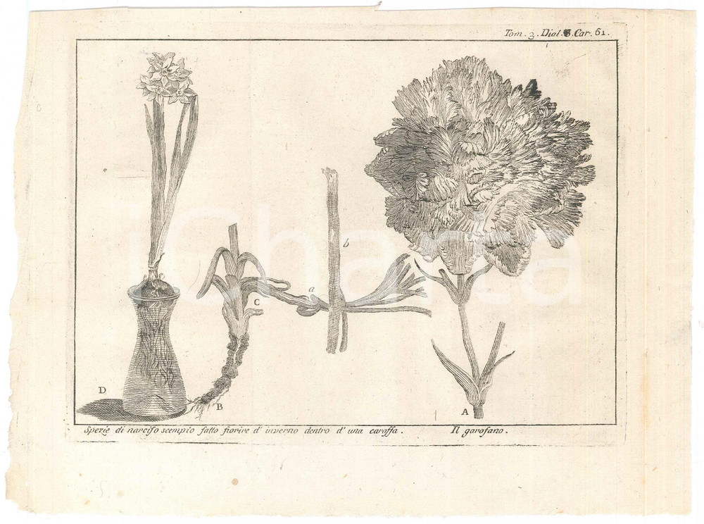 Stampa, bozzetto originale 1767 ? LO SPETTACOLO DELLA NATURA  Narciso scempio  Garofano Stampa tomo 3 1