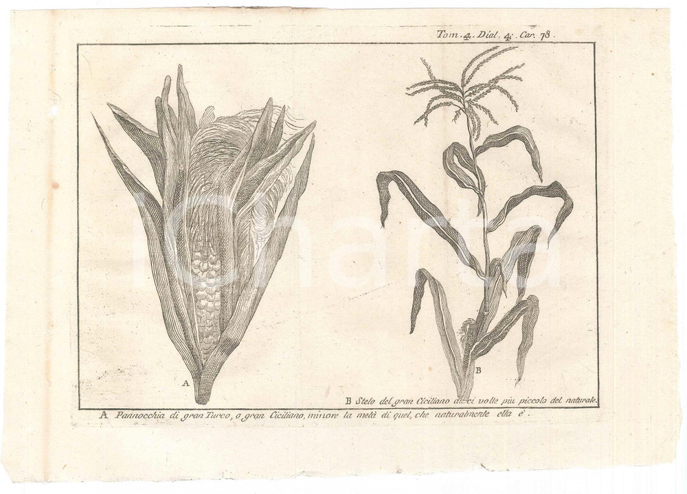 Stampa, bozzetto originale 1767 ? LO SPETTACOLO DELLA NATURA  Pannocchia e stelo di gran turco Stampa 1