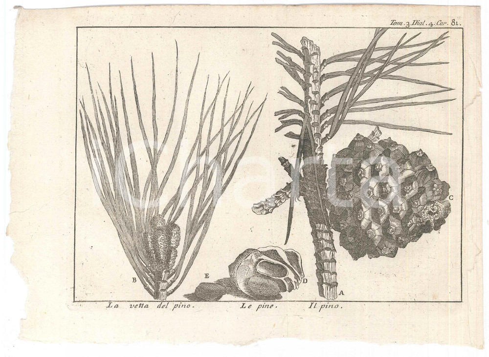 Stampa, bozzetto originale 1767 ? LO SPETTACOLO DELLA NATURA  La vetta del pino  Le pine Stampa 1