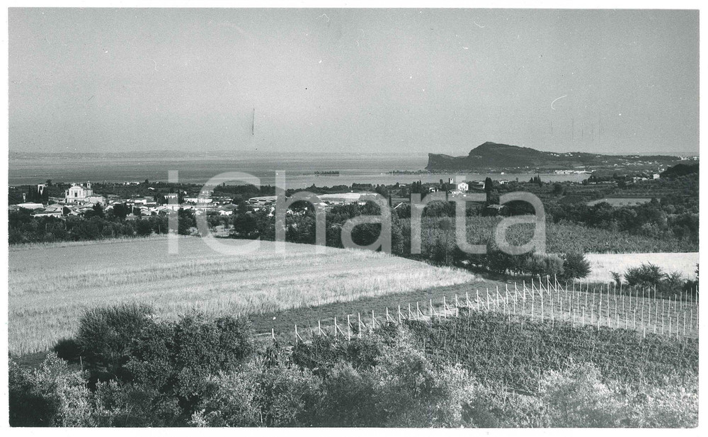 Fotografia d epoca originale 1960 ca LAGO DI GARDA Panorama con vitigni  Foto 23x14 cm 1
