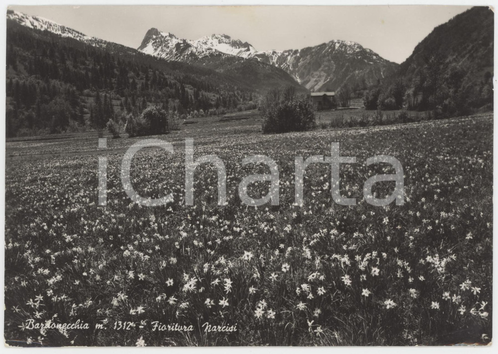 Cartolina originale da collezione 1954 BARDONECCHIA TO Fioritura di Narcisi e Alpi Cozie  Cartolina FG VG 1