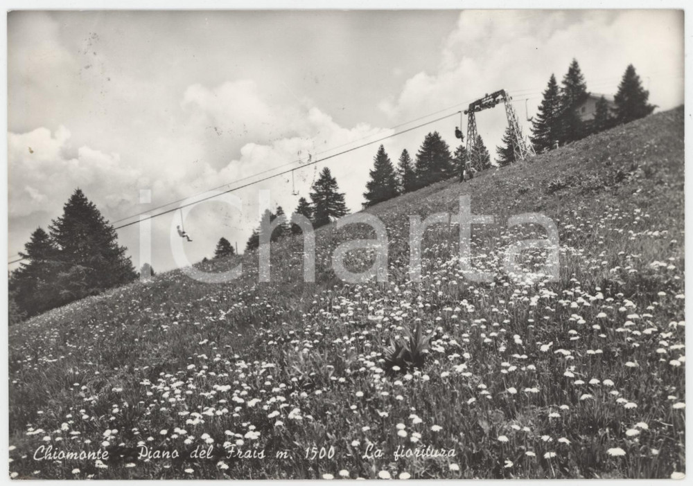 Cartolina originale da collezione 1965 CHIOMONTE Fioritura e Seggiovia di Pian del Frais di Chiomonte  Cartolina 1