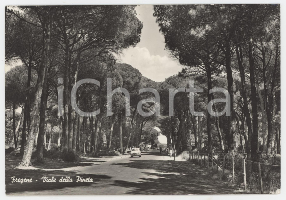 Cartolina originale da collezione 1964 FREGENE RM Viale della Pineta  Cartolina ANIMATA FG VG 1