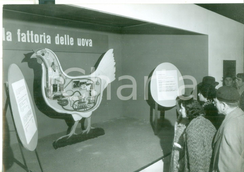 Fotografia d epoca originale 1955 VERONA Fiera dell Agricoltura  Gallina meccanica al Padiglione americano 1