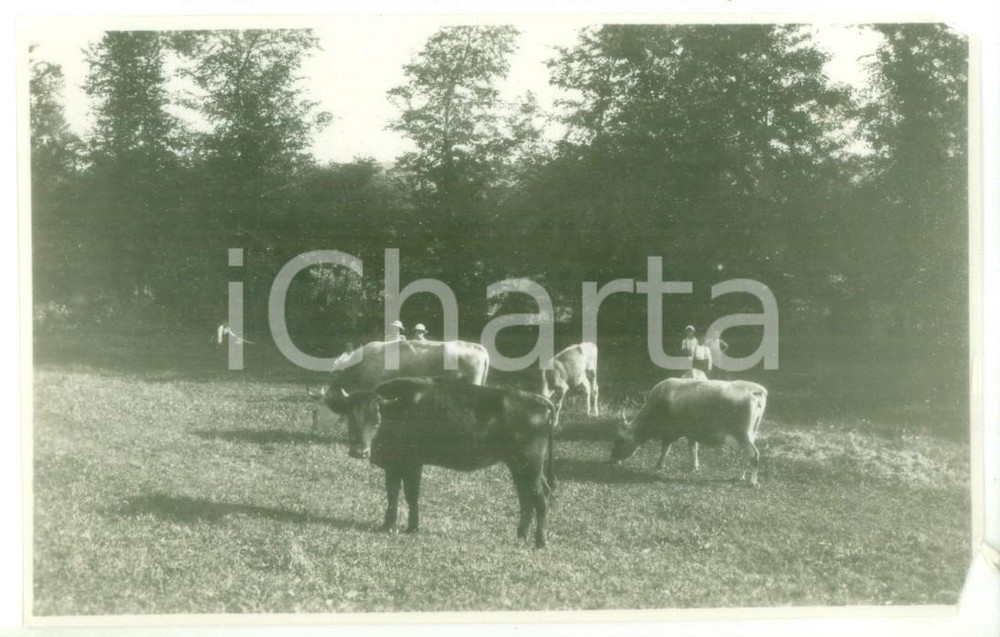 Fotografia d epoca originale 1931 NOVI LIGURE Mandria al pascolo Fotografia danneggiata 13x8 cm 1