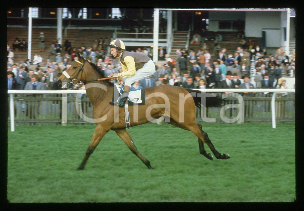 35mm vintage slide* 1980 ca UNITED KINGDOM - Lester PIGGOTT riding CHERRY RIDGE