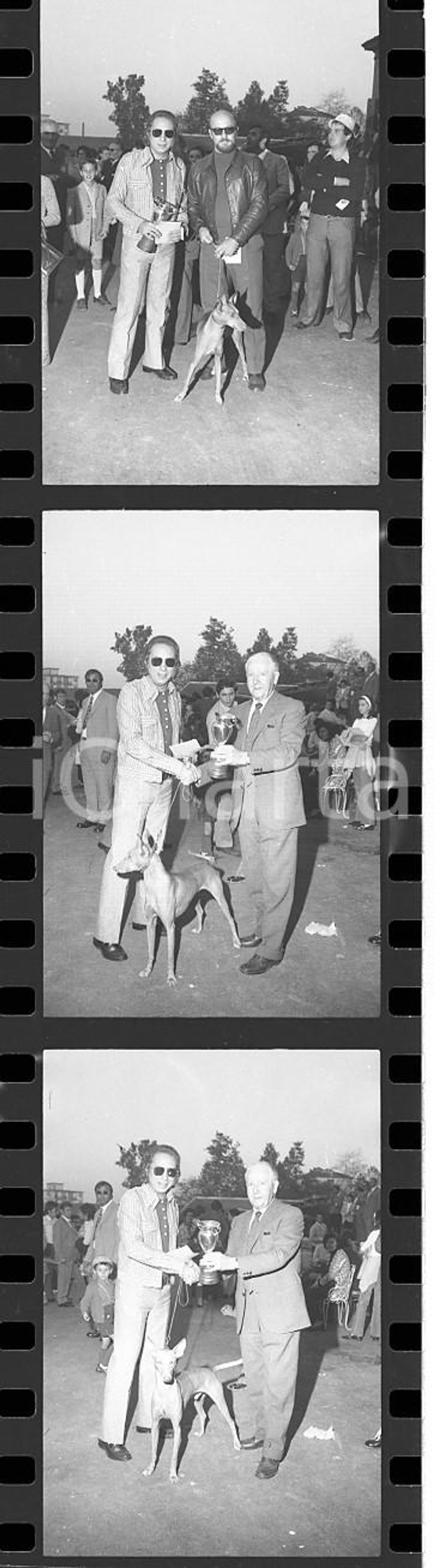 35mm LOTTO 3 NEGATIVI* 1970ca MILANO Mike BONGIORNO con Cirneco dell'Etna (4)