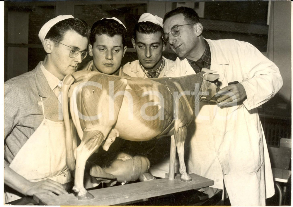 Fotografia d epoca originale 1957 PARIS Ecole SupÃ©rieure MÃ©tiers de la Viande  Une leÃ§on d anatomie  Photo 1