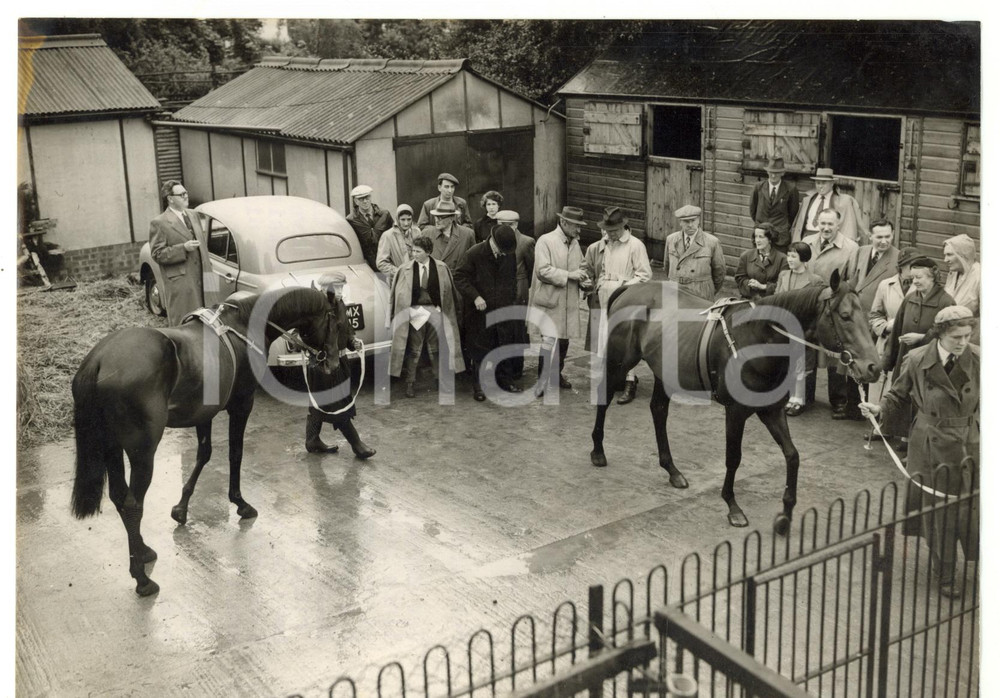 1954 EPSOM - Horses FRANCASAL and SANTA AMARO auctioned *Photo 20x15