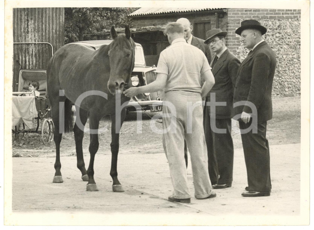 1953 EPSOM Veterinary George FORBES inspecting FRANCASAL *Photo 20x15 Fotografia d'epoca, con didascalia coeva al verso. CONDIZIONI: G (ma lieve ondulazione al margine superiore)FORMATO: 20x15 cm    originale e autentica 1