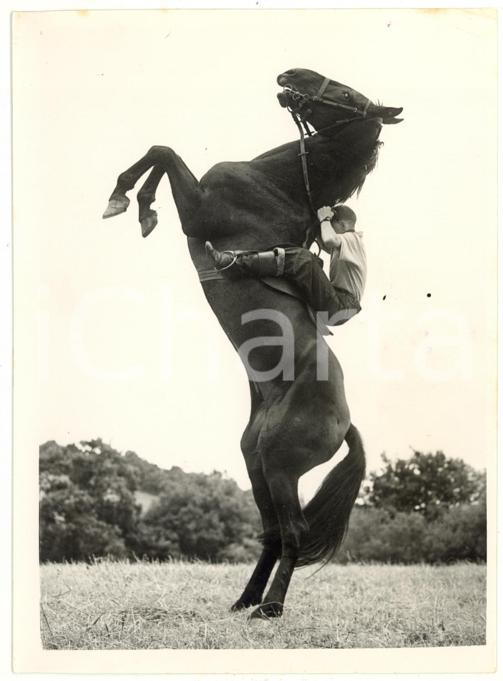 1953 DARTMOOR SCHOOL John McMAHON breaking in a wild pony *Photo 15x20