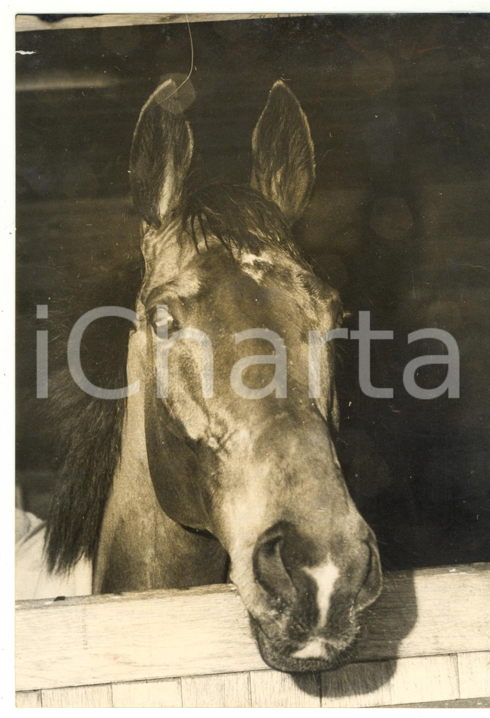 1955 AINTREE Racehorse WILDE WISDOM in the barn *Photo 15x20