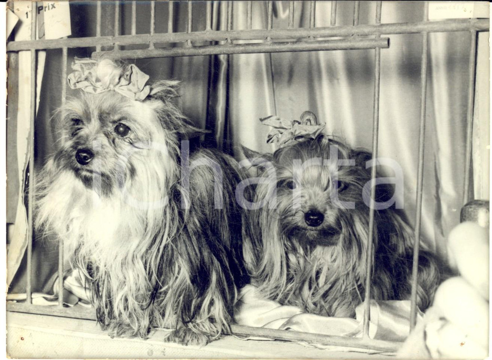 1957 PARIS Exposition Agricole - Deux chiens epagneuls papillon - Photo 17x12 cm Fotografia d'epoca con didascalia coeva.  CONDIZIONI: FAIR (piccoli fori angolari e piegature)     originale e autentica 1