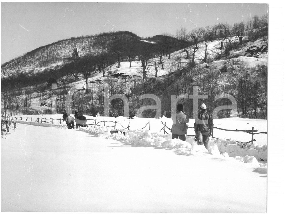 1959 CAIRO MONTENOTTE Eccezionale nevicata - Operazioni di spalatura con muli Fotografia d'epoca con didascalia coeva al verso.  CONDIZIONI: FAIR (piccole piegature agli angoli) CONDIZIONI: 24x18 cm    originale e autentica 1