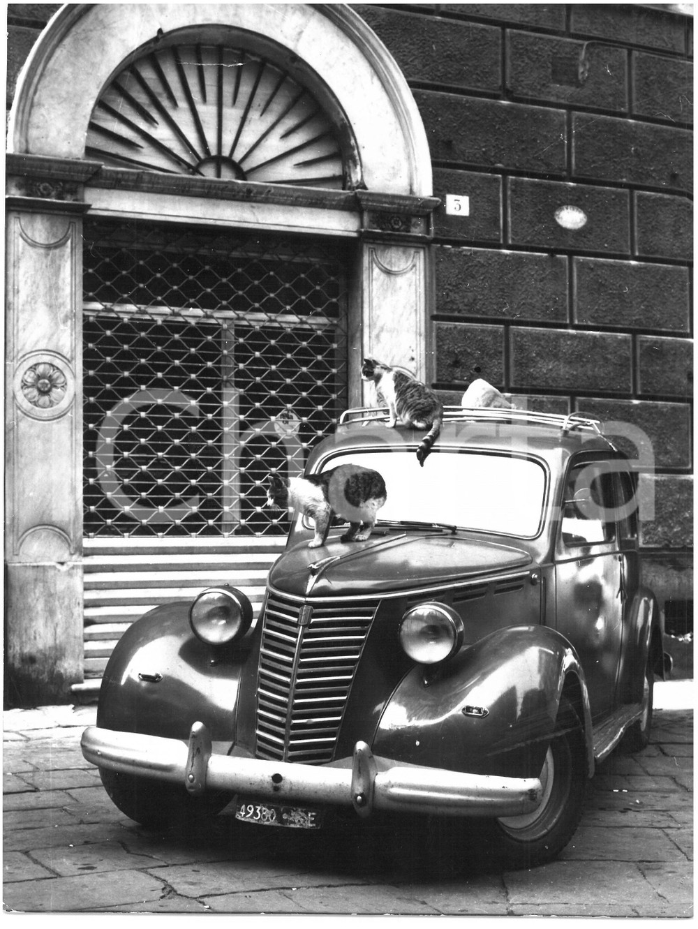 1955 GENOVA Gatti randagi giocano su FIAT 500 TOPOLINO *Foto 18x24 cm Fotografia d'epoca.  CONDIZIONI: POOR (piegatura verticale; piccole piegature ai margini) CONDIZIONI: 18x24 cm    originale e autentica 1