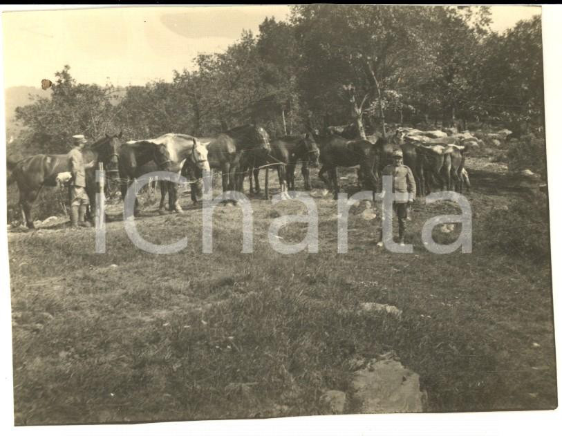 Fotografia d epoca originale 1917 WW1 ZONA DI GUERRA Pascolo per cavalli al riparo dagli austriaci Foto 10x8 1