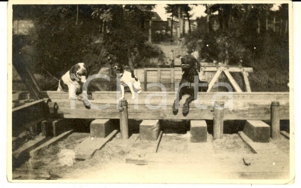 1930 ca COSTUME Tre cani al sole in un cantiere - Foto VINTAGE CURIOSA