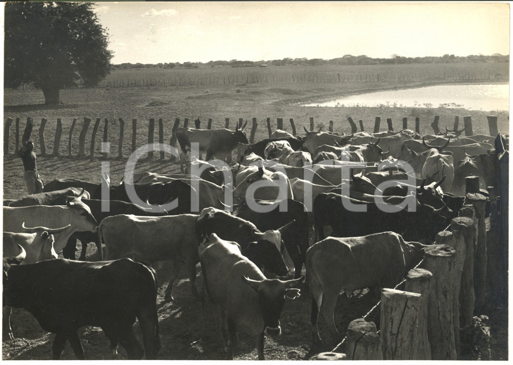 1970 ca AREA DI CARACAS (VENEZUELA) Pascolo al tramonto - Foto ARTISTICA 30x21