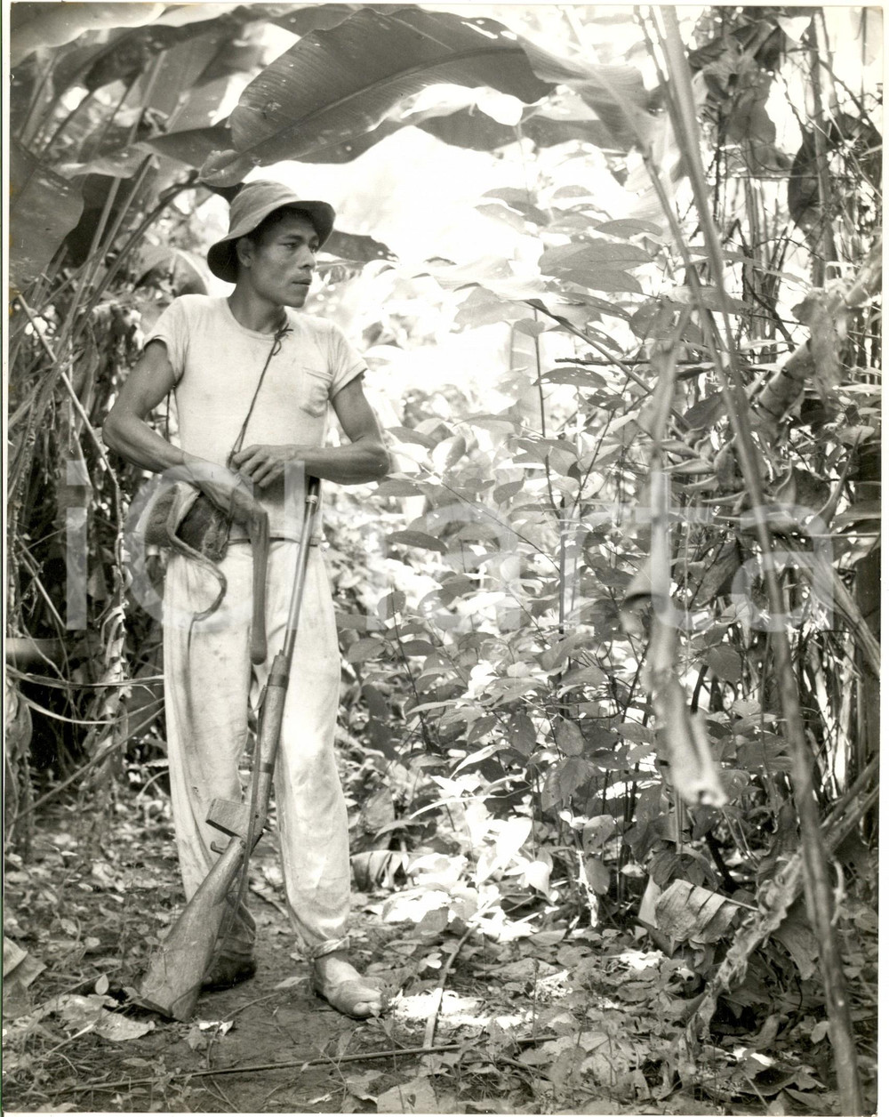 1970 ca VENEZUELA Lavoratore con fucile in una piantagione *Foto ARTISTICA 20x30