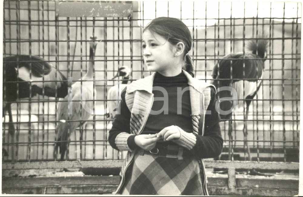 1970 ca ITALIA CIRCO MEDRANO Trapezista bambina tra gli animali - Foto 30x20 cm Fotografia d'epoca. CONDIZIONI: FAIR (margine superiore rozzamente rifilato)FORMATO: 30x20 cm    originale e autentica 1