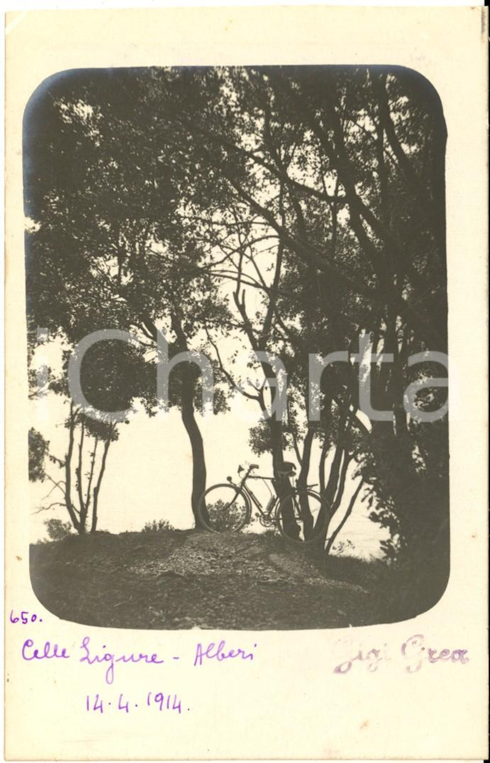 1914 CELLE LIGURE Veduta con alberi e bicicletta - Foto cartolina ARTISTICA