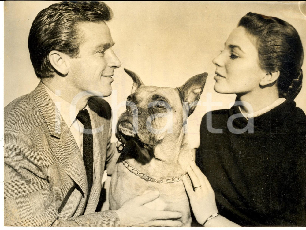 1953 SHEPPERTON Studios - Joan COLLINS Richard BASEHART and a Boxer dog - Photo Fotografia d'epoca, con didascalia coeva al verso.  CONDIZIONI: G FORMATO : 20x15 cm    originale e autentica 1