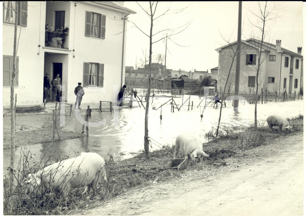1955 ca AREA DI BOLOGNA Maltempo - Danni a un paese con allevamento suini - Foto