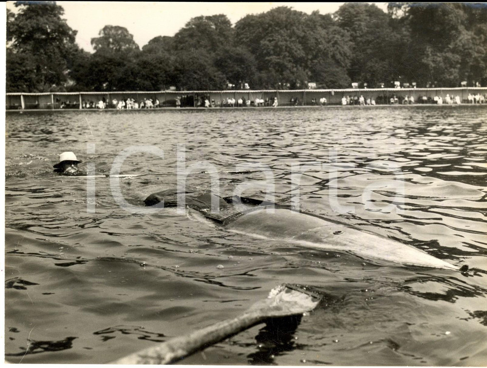 1953 LONDON Coronation Regatta - Don TAYLOR and his canoe sank *Photo 20x15 cm