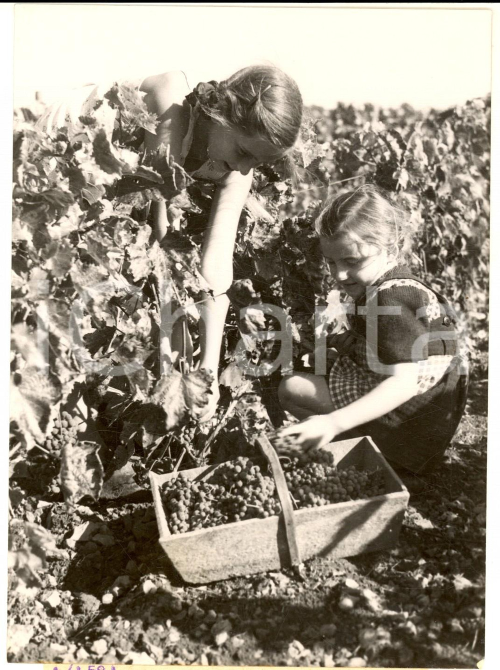 1955 ca FRANCE VENDANGES Jeunes filles cuillant du raisin *Photo 13x18 cm