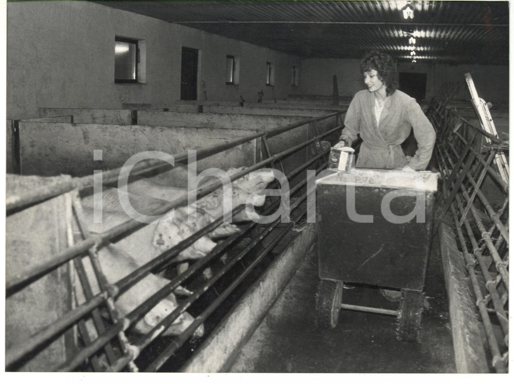 1985 ca VEBEROED (SVEZIA) Christel SCHULER nel suo allevamento di maiali *Foto