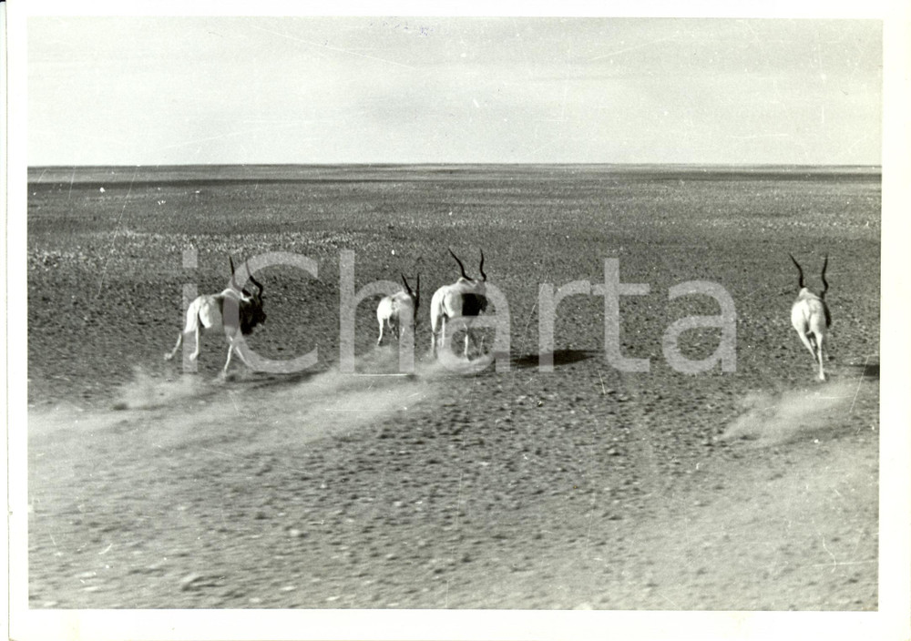 Fotografia d epoca originale 1942 LIBIA WW2 Gazzelle nel deserto fuggono... come gli inglesi Fotografia 1