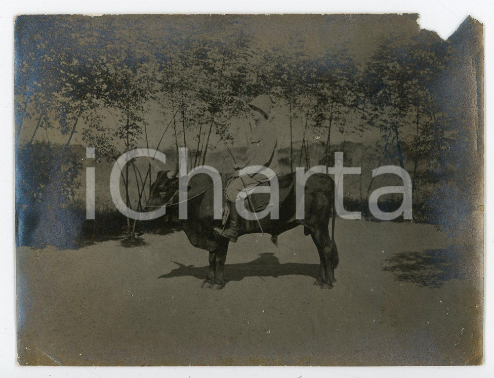 1909 CONGO BELGE Belge chevauchant un taureau - Photo 12x9 cm Fotografia d'epoca. VERY POOR/gravemente danneggiato Lievi smussature agli angoli, estesa mancanza al margine superiore Formato: 12x9 originale e autentica 1