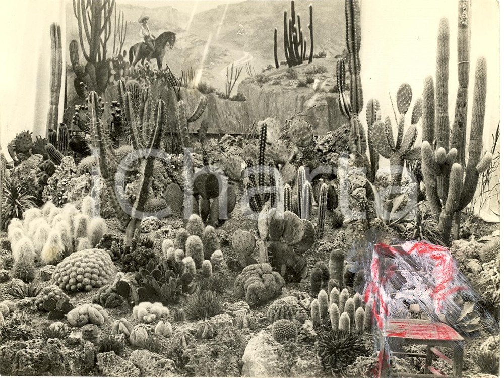 Fotografia d'epoca originale 1932 SANREMO IM Cactus a Mostra Nazionale GIARDINAGGIO 1