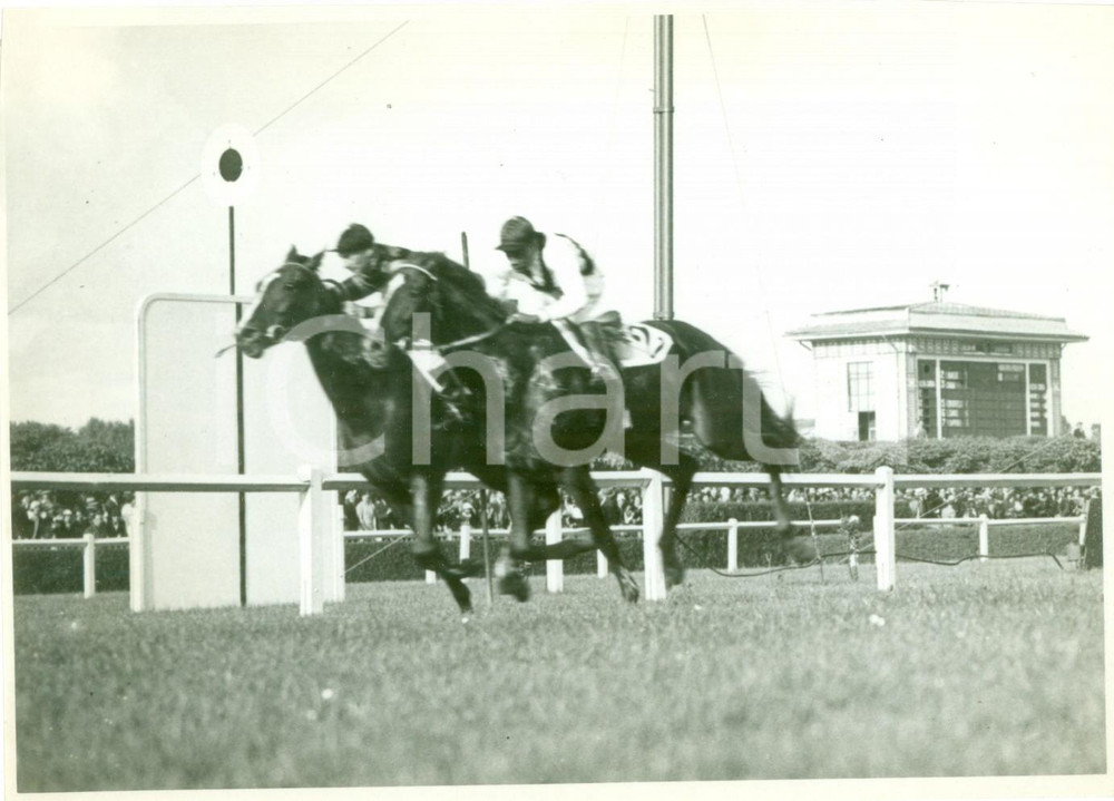Fotografia d epoca originale 1936 MILANO SAN SIRO Cavalli ETTORE TITO e  ARCHIDAMIA al Premio d ITALIA Foto 1