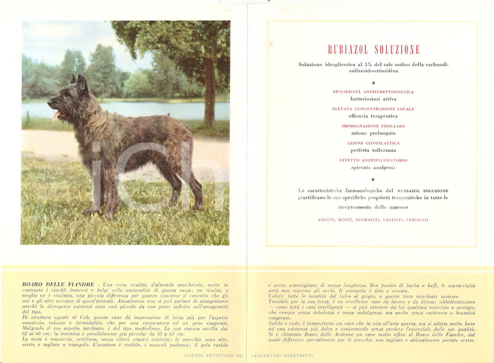 Materiale pubblicitario d’epoca 1956 MILANO Laboratori MAESTRETTI Rubiazol  Scheda Razza BOARO DELLE FIANDRE 1