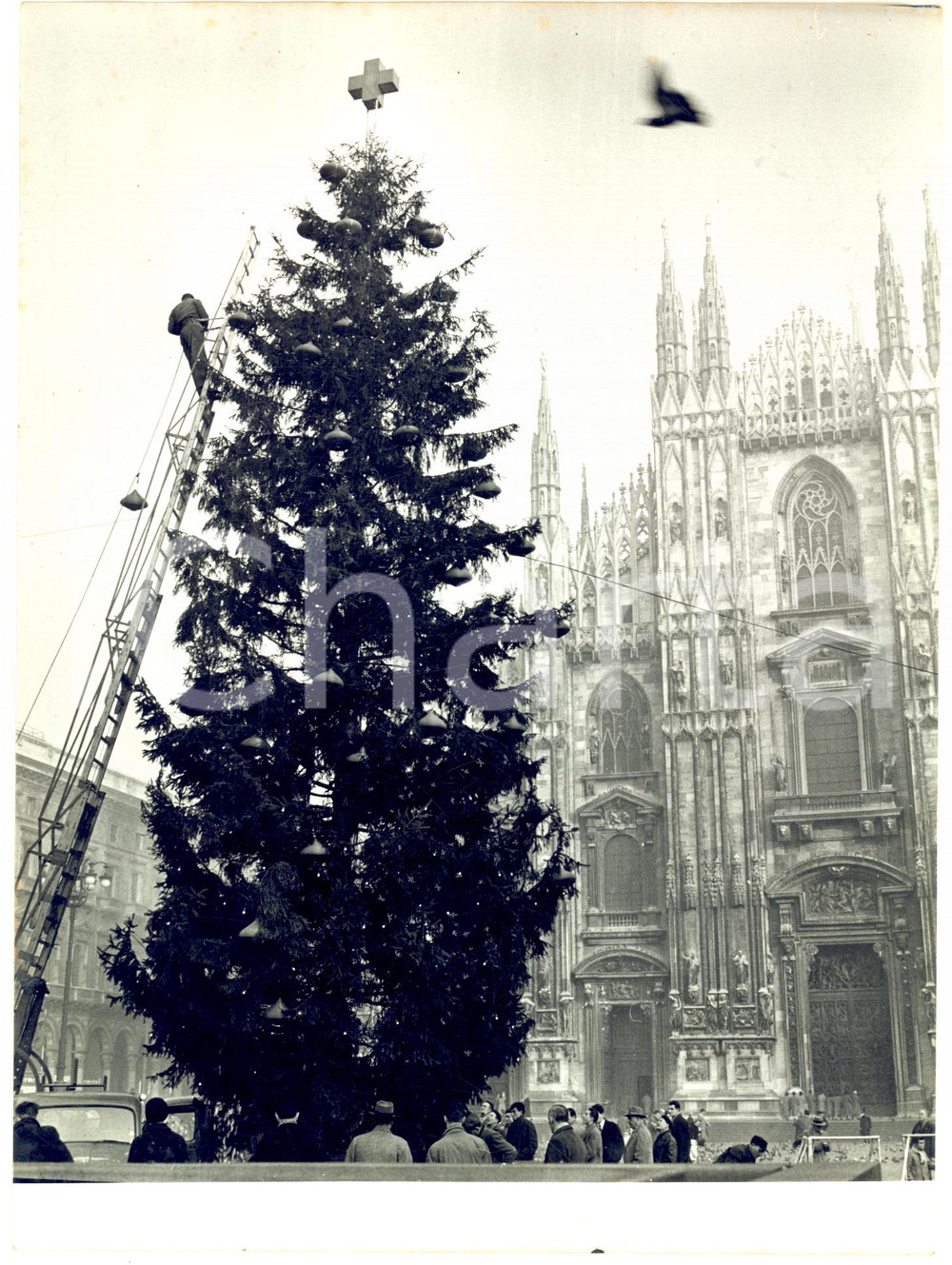 1956 MILANO Piazza Duomo - Allestimento dell'albero di Natale - Foto 18x24 cm