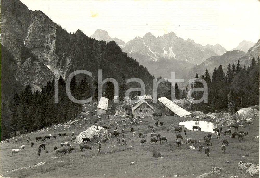 Cartolina originale da collezione 1950 ca FORNI AVOLTRI UD Malga BORDAGLIA BASSA e DOLOMITI PESARINE Cartolina 1