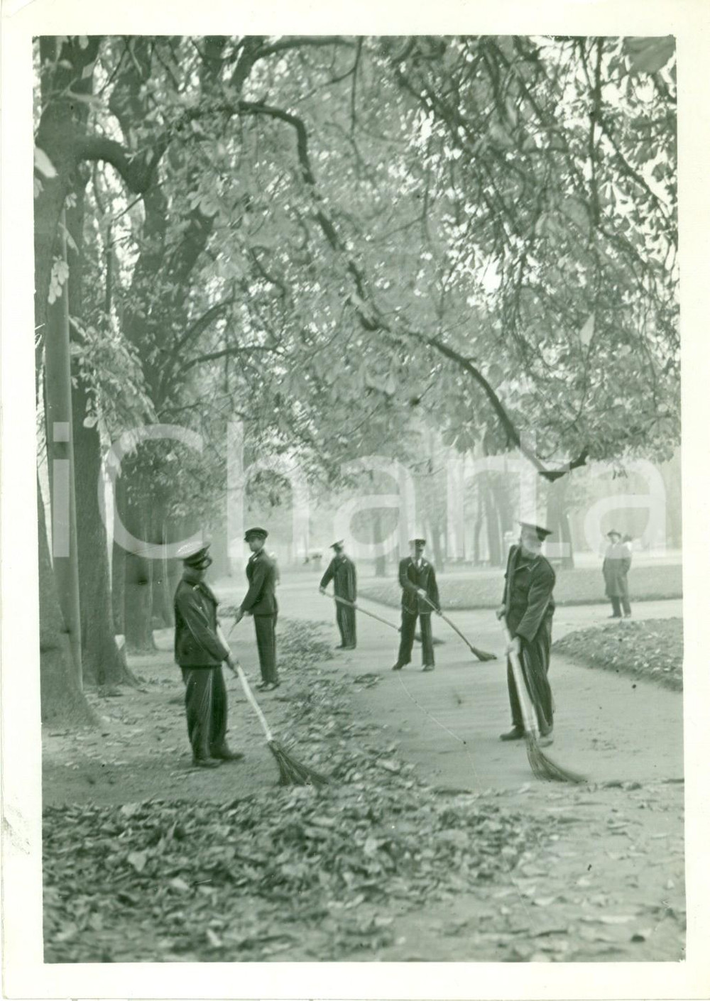 Fotografia d epoca originale 1935 ca MILANO Giardinieri pubblici ramazzano foglie secche dal PARCO SEMPIONE 1