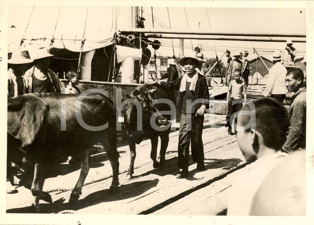 Fotografia d'epoca originale 1939 TIENTSIN Viveri bestiame forzano blocco giapponese 1