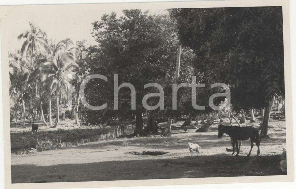 Fotografia d epoca originale 1937 RAIATEA Polinesia Interno dell isolaREAL PHOTO cm 13,5 x 8,5 1