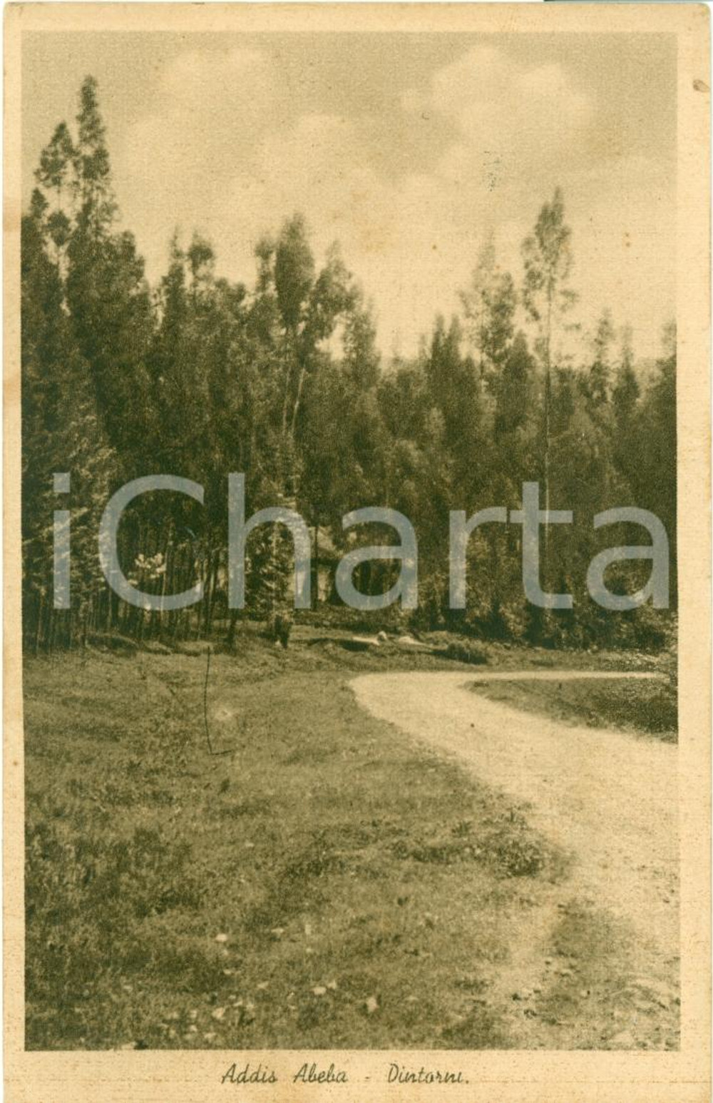 Cartolina originale da collezione 1936 ADDIS ABEBA (ETIOPIA) Boschi intorno alla cittÃ  *Cartolina FP NV 1