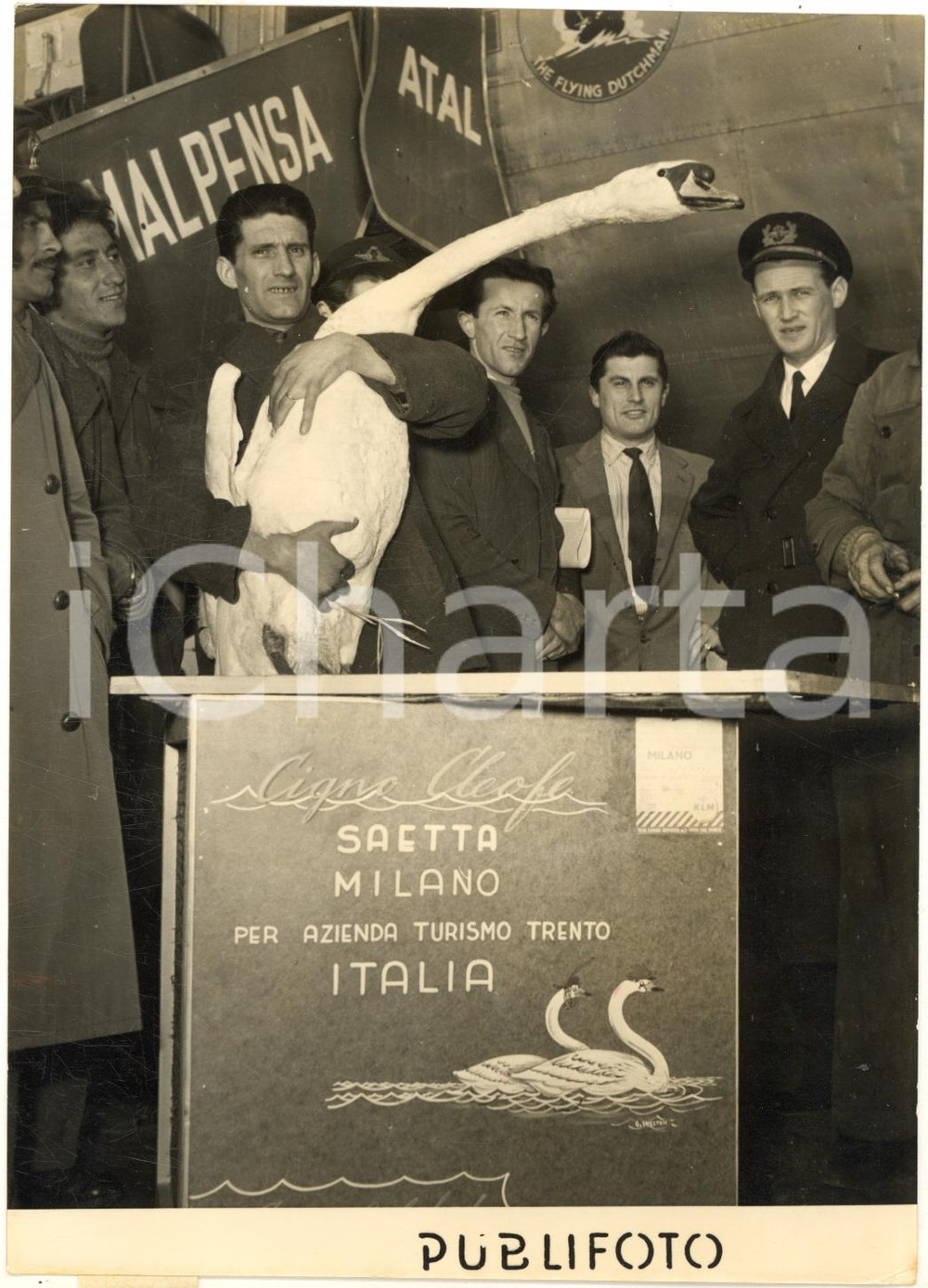 1954 MILANO MALPENSA Arrivo cigno CLEOFE per accoppiamento zoo di Trento Fotografia d'epoca con didascalia coeva. CONDIZIONI: G (ma lieve increspatura marginale)FORMATO: 13x18 cm      originale e autentica 1
