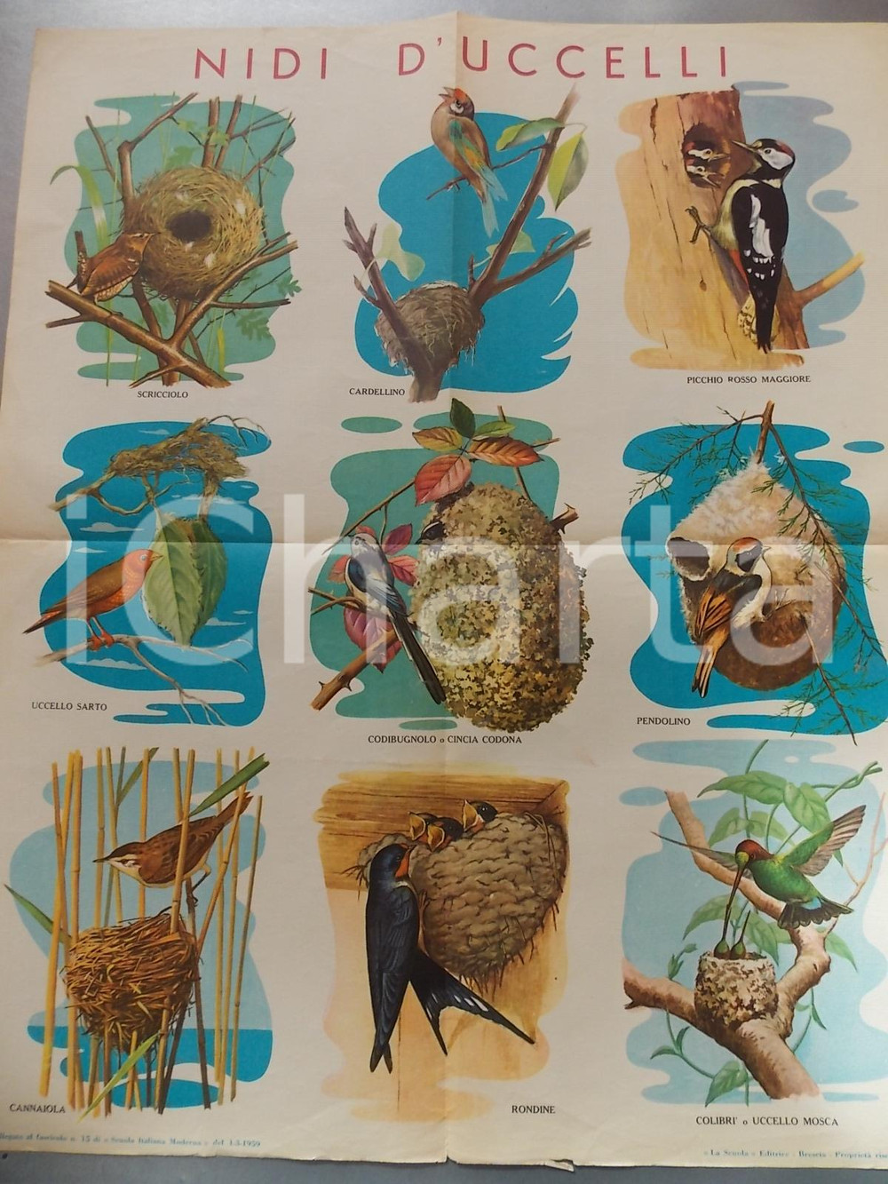 Oggetto da collezione cartaceo 1959 NIDI D UCCELLI Manifesto scolastico ILLUSTRATO a colori 1
