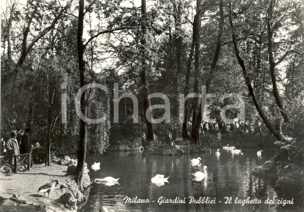 Cartolina originale da collezione 1950 ca MILANO Il laghetto dei cigni dei Giardini Pubblici *Cartolina FG NV 1