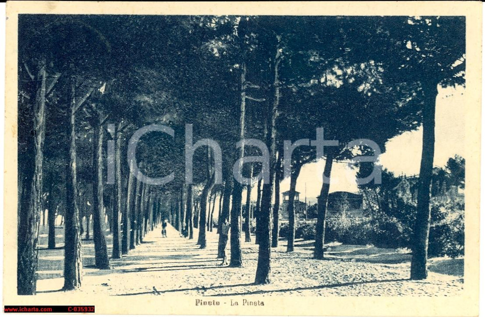 Cartolina originale da collezione Abruzzo anni  40  Pineto La pineta animata  VG 1