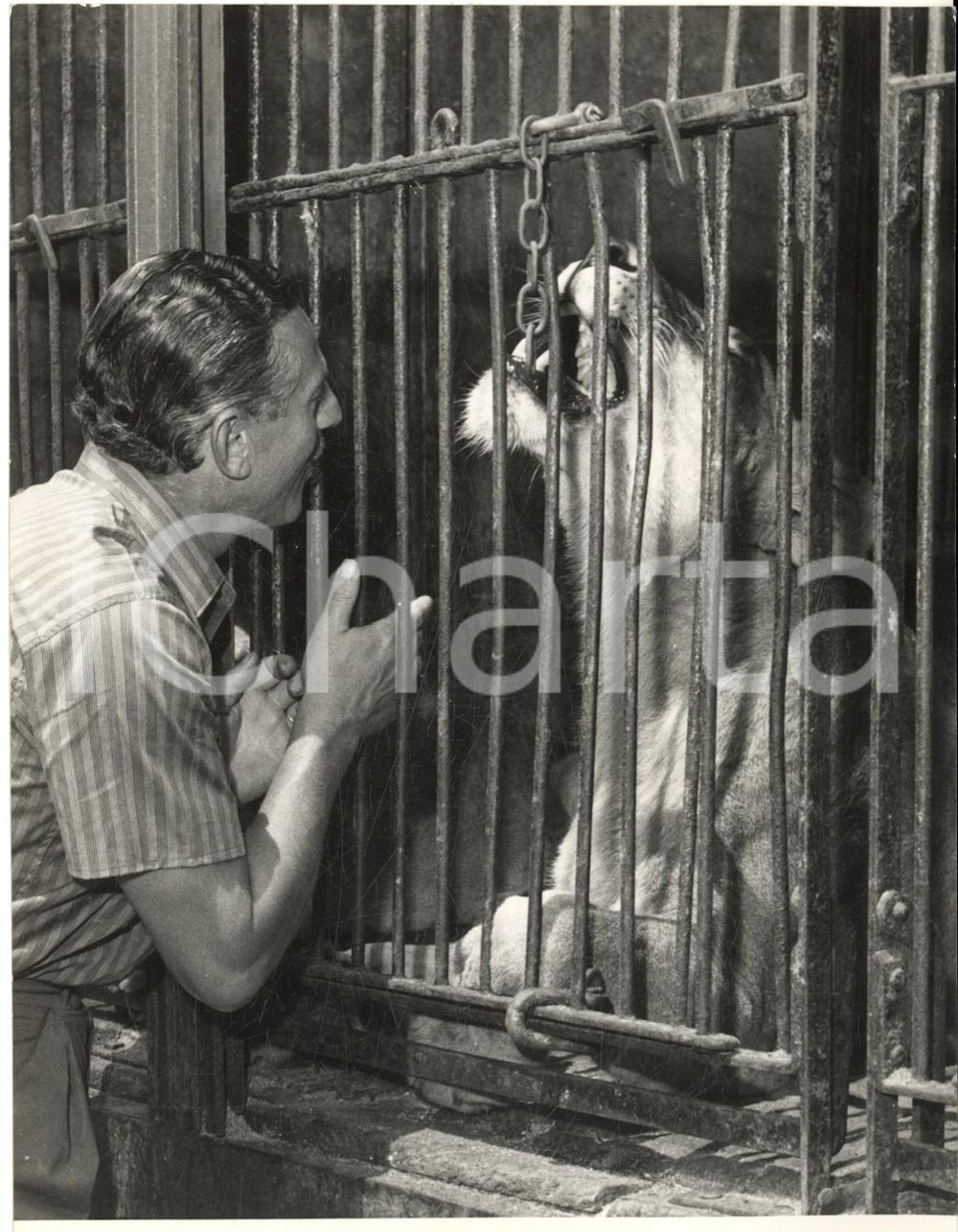 1954 MILANO CIRCO ORFEI Domatore Emilian MAUSTIE' con leonessa incinta *Foto