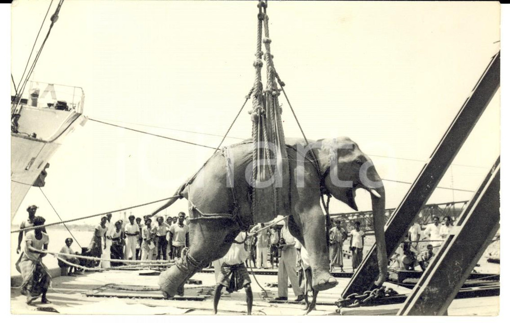 Cartolina originale da collezione 1939 CHITTAGONG BANGLADESH Imbarco di elefante su una nave Cartolina FP NV 1