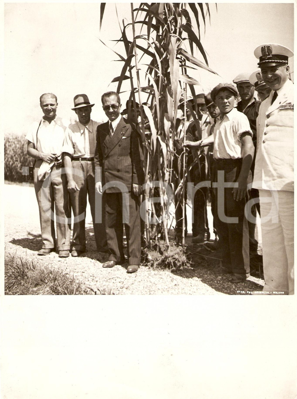 Fotografia d epoca originale 1939 AREA LOMBARDA Agricoltori e ufficiali PNF in campo di mais Foto CRIMELLA 1