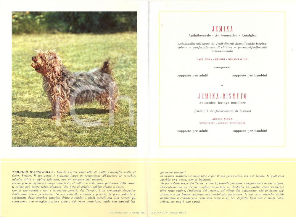 Materiale pubblicitario d’epoca 1956 MILANO Laboratori MAESTRETTI Jemina - Scheda Razza TERRIER D'AUSTRALIA 1 1
