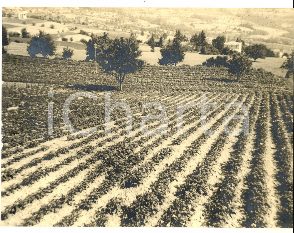 Fotografia d epoca originale 1960 ca VOGHERA Panorama di campagna Foto artistica Sergio VASCELLARI 22x18 1